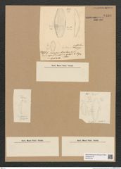 Diatomeae indet. Zeichnungen Sammlung Grunow Nr. 6439 (NHMW-BOT-W0375129)